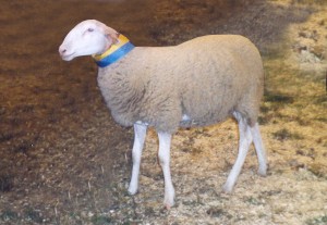 Mouton Laitier Belge